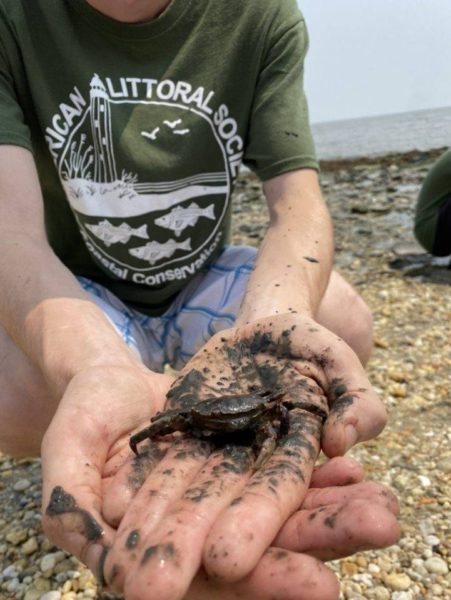 black-fingered mud crab