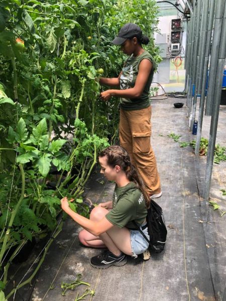 emma and salome pruning tomatoes
