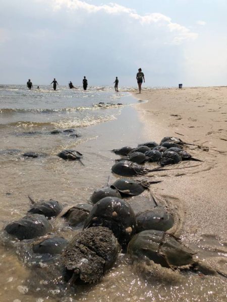 horseshoe crabs at the delaware bay
