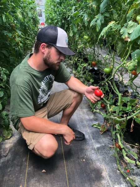 nick pruning tomatoes